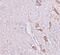 Leucine Rich Repeat Transmembrane Neuronal 1 antibody, PA5-21096, Invitrogen Antibodies, Immunohistochemistry frozen image 
