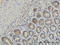 Interleukin 37 antibody, LS-C133726, Lifespan Biosciences, Immunohistochemistry frozen image 