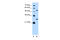 BCL2 Like 1 antibody, 27-309, ProSci, Enzyme Linked Immunosorbent Assay image 