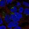 Pyridoxal Dependent Decarboxylase Domain Containing 1 antibody, NBP2-55366, Novus Biologicals, Immunofluorescence image 