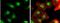 Cyclin Dependent Kinase Inhibitor 1B antibody, NBP1-32213, Novus Biologicals, Immunocytochemistry image 