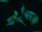 Neudesin Neurotrophic Factor antibody, 60131-1-Ig, Proteintech Group, Immunofluorescence image 