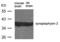 Synaptoporin antibody, PA5-49680, Invitrogen Antibodies, Western Blot image 