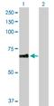 Pleckstrin Homology Domain Containing A8 antibody, H00084725-D01P, Novus Biologicals, Western Blot image 