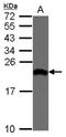 Eukaryotic translation initiation factor 1A, X-chromosomal antibody, NBP2-16289, Novus Biologicals, Western Blot image 