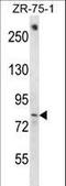 BTB Domain And CNC Homolog 1 antibody, LS-C156725, Lifespan Biosciences, Western Blot image 