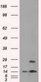 Transmembrane protein 100 antibody, M09266-1, Boster Biological Technology, Western Blot image 