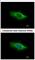 Glutamate Dehydrogenase 2 antibody, NBP2-16678, Novus Biologicals, Immunofluorescence image 