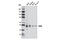Paired Box 8 antibody, 9857S, Cell Signaling Technology, Western Blot image 