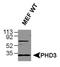 Egl-9 Family Hypoxia Inducible Factor 3 antibody, PA1-20196, Invitrogen Antibodies, Western Blot image 