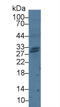 Granzyme H antibody, LS-C373748, Lifespan Biosciences, Western Blot image 