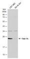 RAB1A, Member RAS Oncogene Family antibody, NBP2-20037, Novus Biologicals, Western Blot image 
