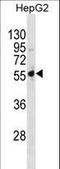 Proteasome 26S Subunit, Non-ATPase 5 antibody, LS-C155871, Lifespan Biosciences, Western Blot image 