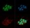 TAR DNA Binding Protein antibody, GTX48590, GeneTex, Immunocytochemistry image 