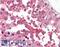 Glypican 4 antibody, LS-A9791, Lifespan Biosciences, Immunohistochemistry paraffin image 