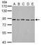 Mitotic Arrest Deficient 1 Like 1 antibody, GTX105079, GeneTex, Western Blot image 