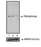 p53 antibody, MA1-19055, Invitrogen Antibodies, Western Blot image 