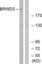 Bromodomain And WD Repeat Domain Containing 3 antibody, LS-C198700, Lifespan Biosciences, Western Blot image 