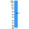 Fos Proto-Oncogene, AP-1 Transcription Factor Subunit antibody, M00297-5, Boster Biological Technology, Western Blot image 