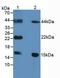 Fatty Acid Binding Protein 9 antibody, MBS2028010, MyBioSource, Western Blot image 