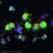 Neurofilament Medium antibody, ab64300, Abcam, Immunocytochemistry image 