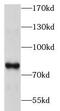Complement C1r antibody, FNab01076, FineTest, Western Blot image 