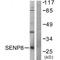 SUMO Peptidase Family Member, NEDD8 Specific antibody, A07848, Boster Biological Technology, Western Blot image 