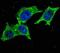 Alkaline Phosphatase, Placental antibody, abx025391, Abbexa, Western Blot image 