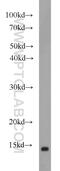 Fatty Acid Binding Protein 7 antibody, 17456-1-AP, Proteintech Group, Western Blot image 