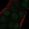 Aryl Hydrocarbon Receptor Nuclear Translocator 2 antibody, NBP1-88623, Novus Biologicals, Immunofluorescence image 