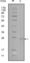 GATA Binding Protein 3 antibody, abx010834, Abbexa, Enzyme Linked Immunosorbent Assay image 