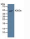 Apolipoprotein L1 antibody, LS-C373186, Lifespan Biosciences, Western Blot image 