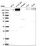 Lysine Demethylase 5C antibody, HPA038244, Atlas Antibodies, Western Blot image 