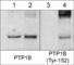 Protein Tyrosine Phosphatase Non-Receptor Type 1 antibody, PP2391, ECM Biosciences, Western Blot image 
