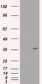 Methylthioribose-1-phosphate isomerase antibody, LS-C784315, Lifespan Biosciences, Western Blot image 