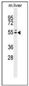 INSC Spindle Orientation Adaptor Protein antibody, AP52217PU-N, Origene, Western Blot image 