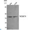 WD Repeat Containing Antisense To TP53 antibody, LS-C813153, Lifespan Biosciences, Western Blot image 