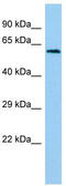 Lactase Like antibody, TA331495, Origene, Western Blot image 