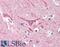 IKAROS Family Zinc Finger 1 antibody, 42-782, ProSci, Immunohistochemistry frozen image 