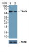 TNF Receptor Associated Factor 4 antibody, LS-C296686, Lifespan Biosciences, Western Blot image 