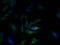 C-C Motif Chemokine Ligand 2 antibody, A51954-100, Epigentek, Immunofluorescence image 