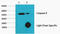 Caspase 9 antibody, M00080-5, Boster Biological Technology, Immunoprecipitation image 