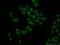 Scm Polycomb Group Protein Like 1 antibody, 15093-1-AP, Proteintech Group, Immunofluorescence image 