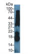 Ribonuclease A Family Member 1, Pancreatic antibody, LS-C296263, Lifespan Biosciences, Western Blot image 