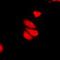Interferon Induced With Helicase C Domain 1 antibody, LS-C353529, Lifespan Biosciences, Immunofluorescence image 