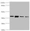 Annexin A1 antibody, A53550-100, Epigentek, Western Blot image 