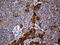 Growth Factor Receptor Bound Protein 10 antibody, LS-C796338, Lifespan Biosciences, Immunohistochemistry paraffin image 