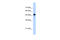 Septin 10 antibody, 30-409, ProSci, Western Blot image 