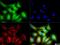 Erythropoietin Receptor antibody, NBP1-19388, Novus Biologicals, Immunofluorescence image 