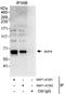 Microtubule-associated protein 1S antibody, NBP1-47282, Novus Biologicals, Immunoprecipitation image 